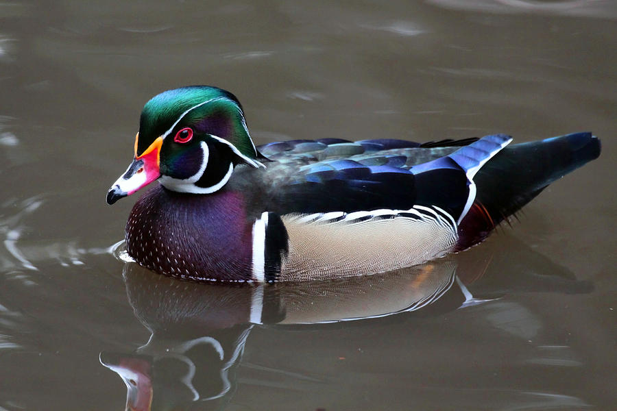 Wood Duck Photograph by Shoal Hollingsworth