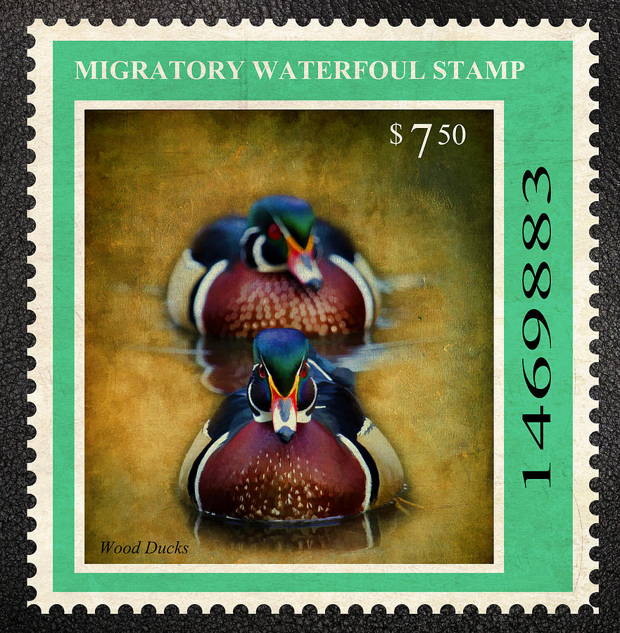 Wood Duck Stamp Photograph by Steve McKinzie