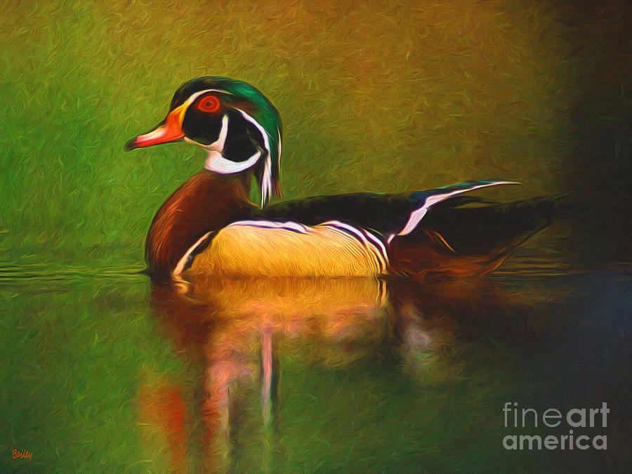 Wood Duck by Steve Bailey