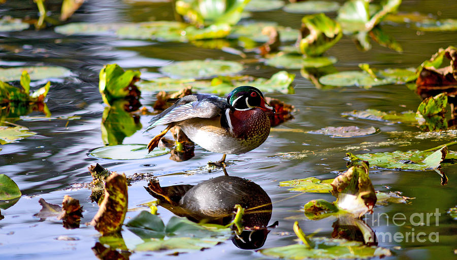 Wood Duck Stretching On One Leg Photograph by Terry Elniski