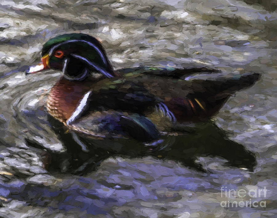 Wood Duck Swim Digital Art by Ken Frischkorn