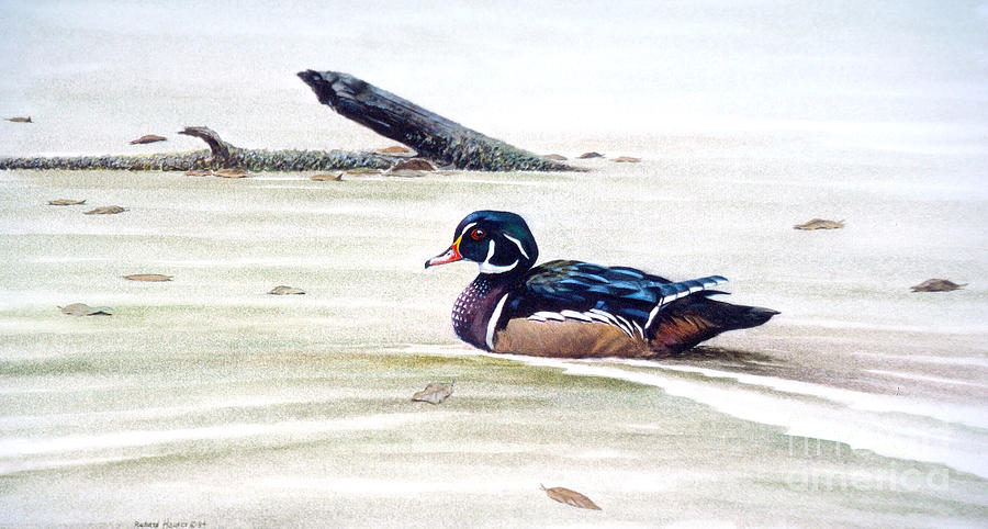 Duck Painting - Wood Duck Swimming by Richard Hauser