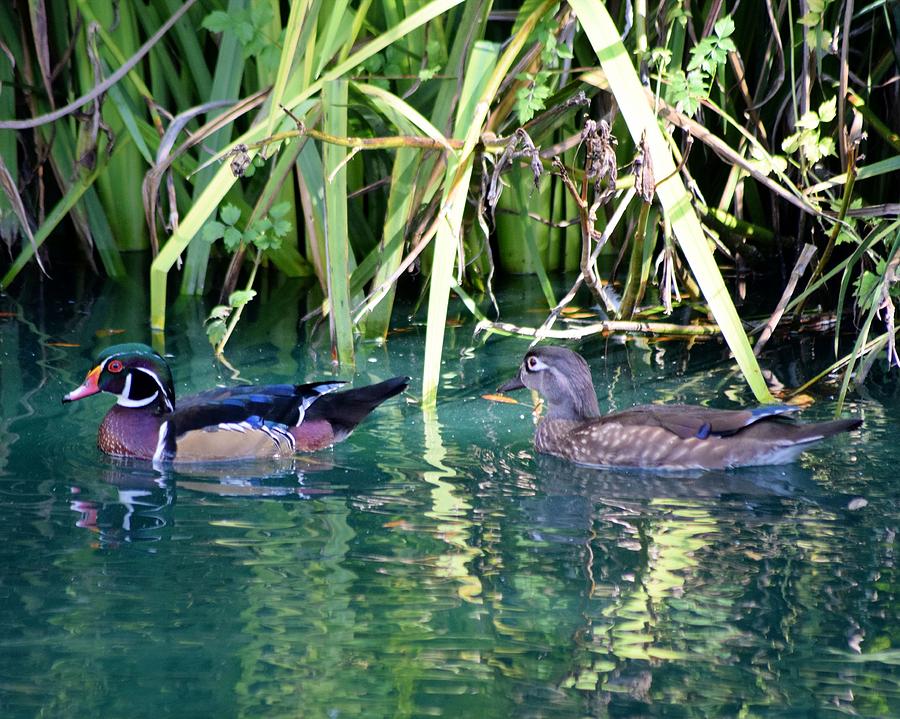 Wood Duck Swimming Shoreline Photograph by Sheri McLeroy