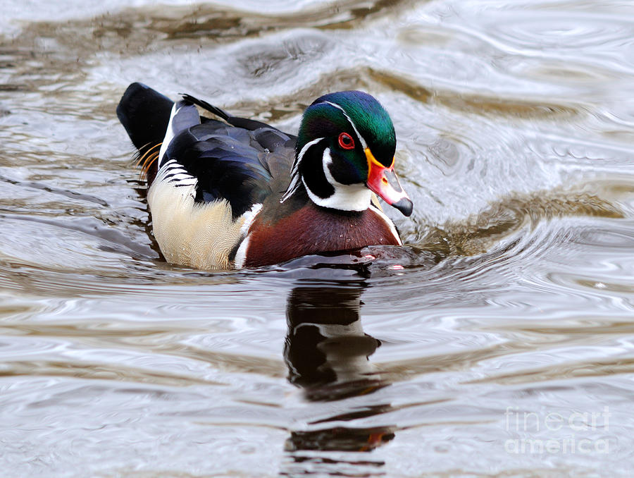 Wood Duck Swimming Photograph by Terry Elniski