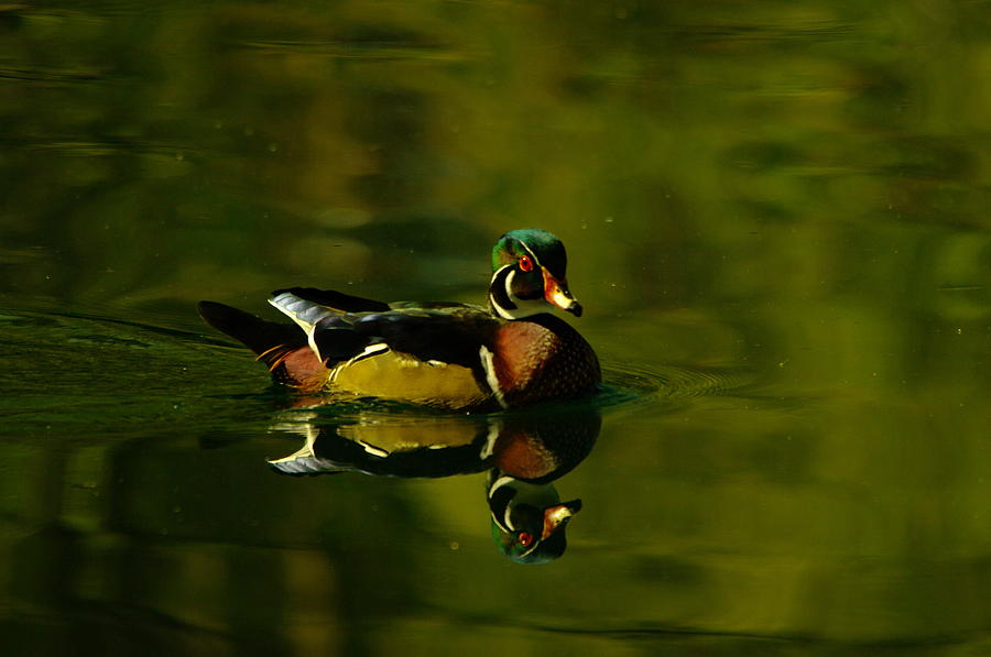 Wood Duck Swimming With Reflection Photograph by Jeff Swan