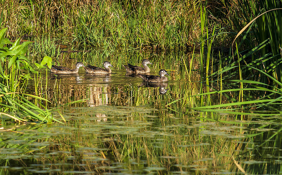 Wood Duck Teenagers Photograph by Ed Peterson