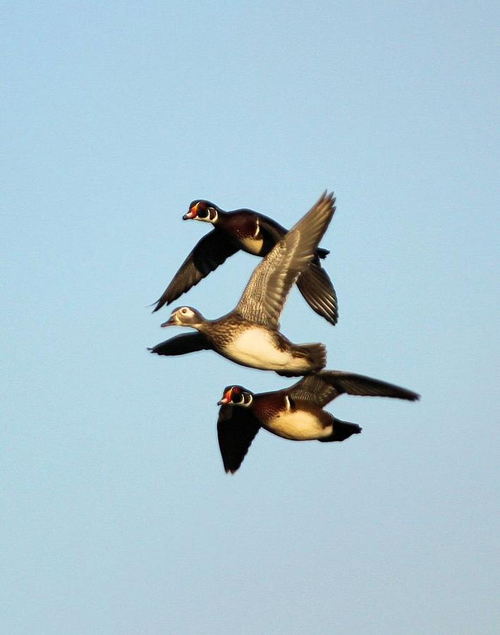 Wood Duck Trio Flight Photograph by John Dart