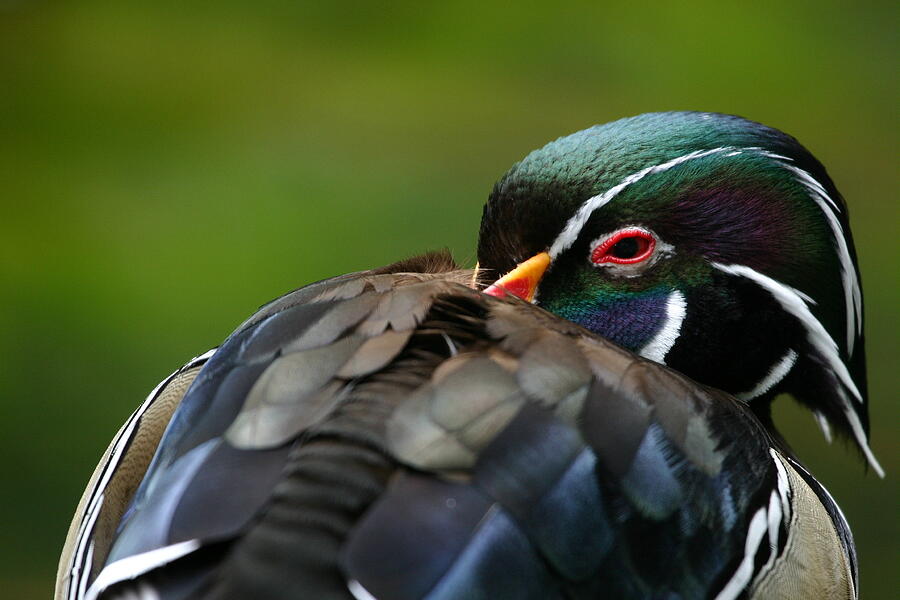 Wood Duck UpClose Photograph by Karol Livote