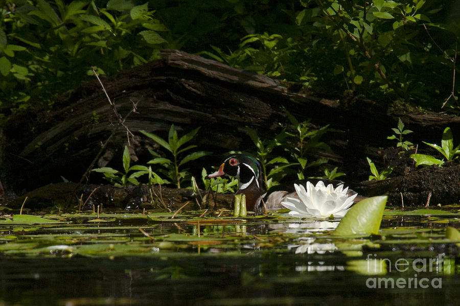 Wood Duck Water Lilly Photograph by Roger Bailey