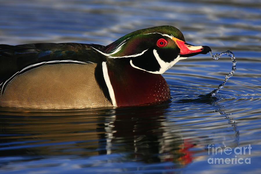Wood Duck Waterdrops Photograph