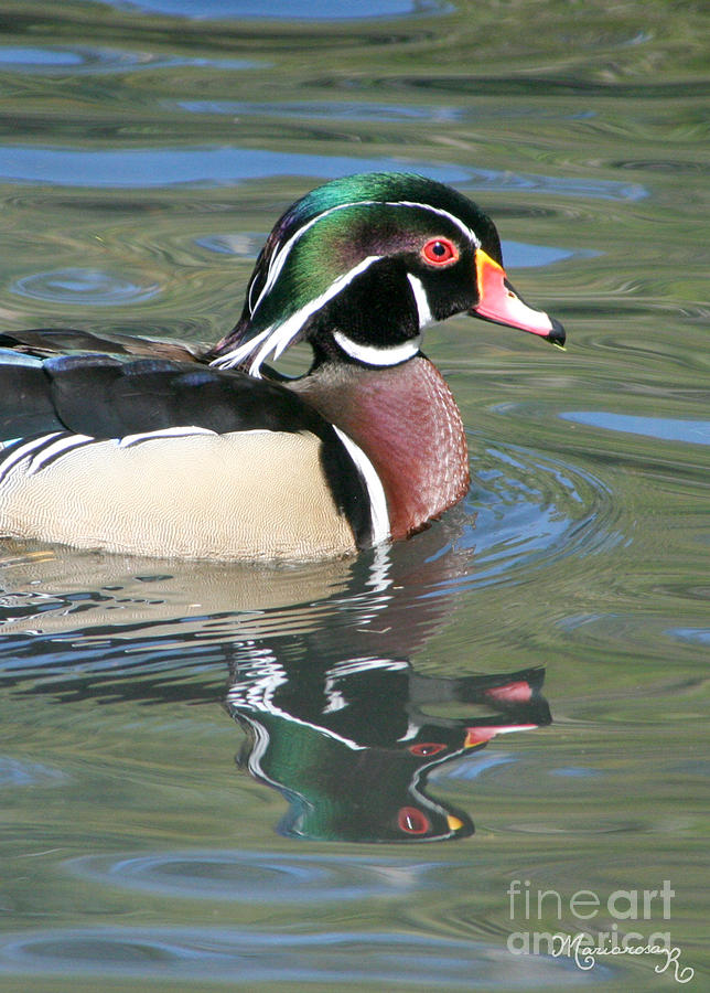 Wood Duck with Picasso Reflections Photograph by Mariarosa Rockefeller