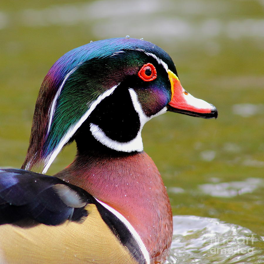 Wood Duck With Water Beads Photograph by Robert Frederick