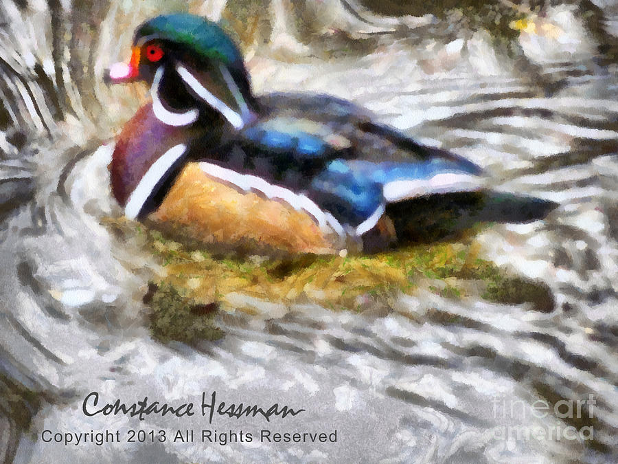 Duck Painting - Wood Duck Wonders by Constance Hessman