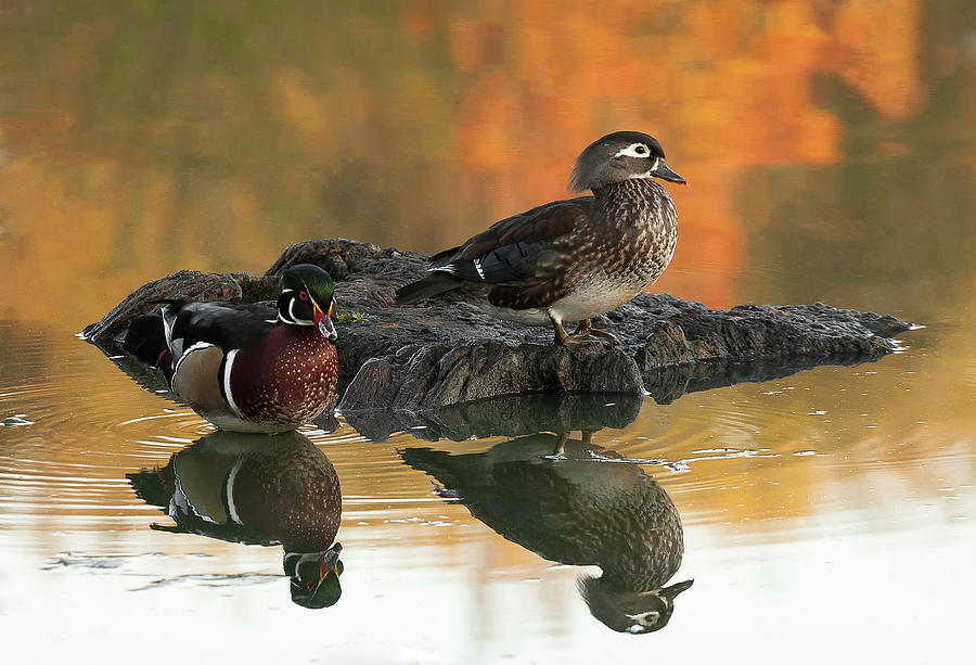 Wood Ducks Photograph by Dale Kincaid