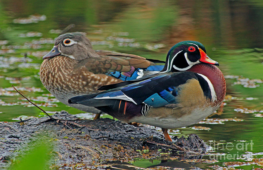 Wood ducks He and She Photograph by Larry Nieland