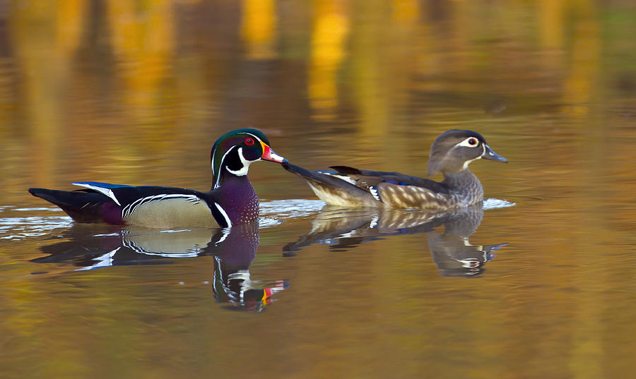 Wood Ducks Photograph by Jim E Johnson