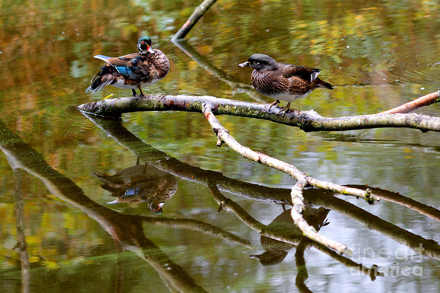 Wood Ducks On Tree Limbs Photograph by Terry Elniski
