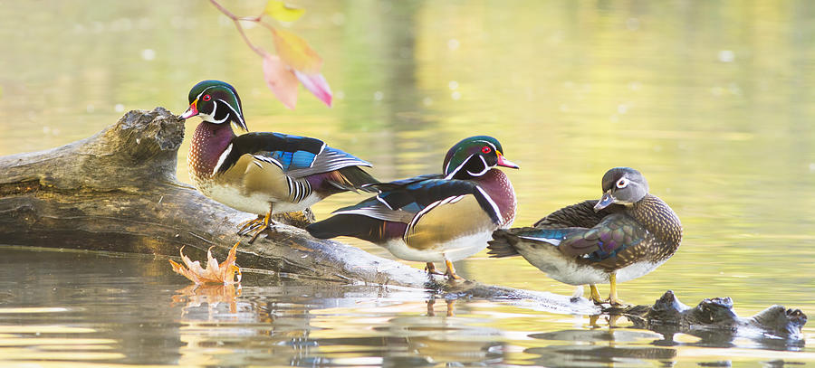 Wood-ducks panorama Photograph by Mircea Costina Photography