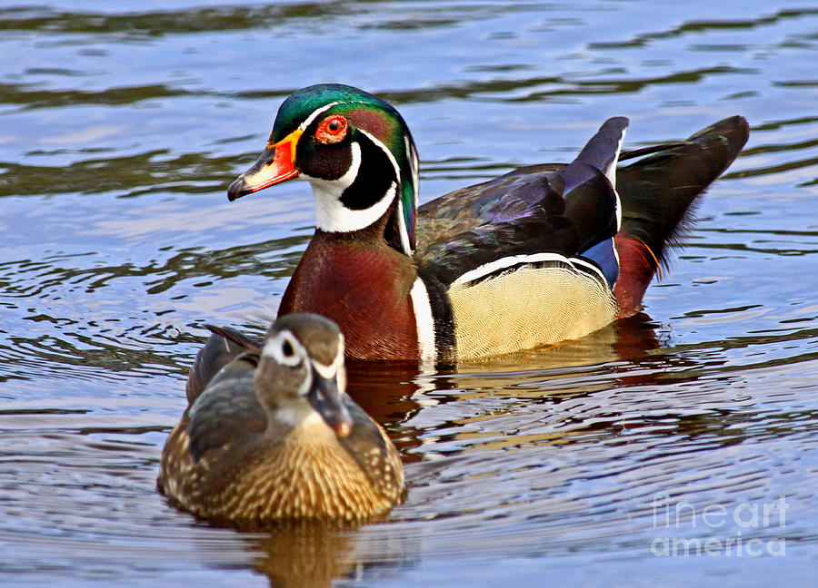 Wood Ducks She and He Photograph by Larry Nieland