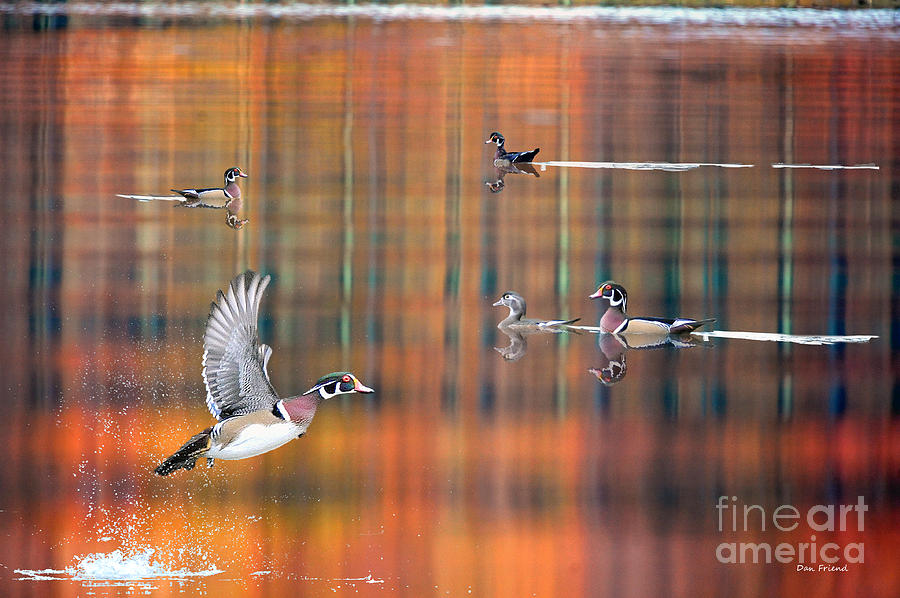 Wood ducks taking flight Photograph by Dan Friend