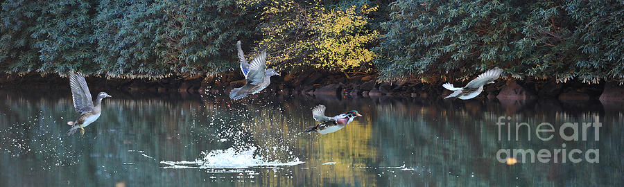 Wood ducks taking off in flight Photograph by Dan Friend