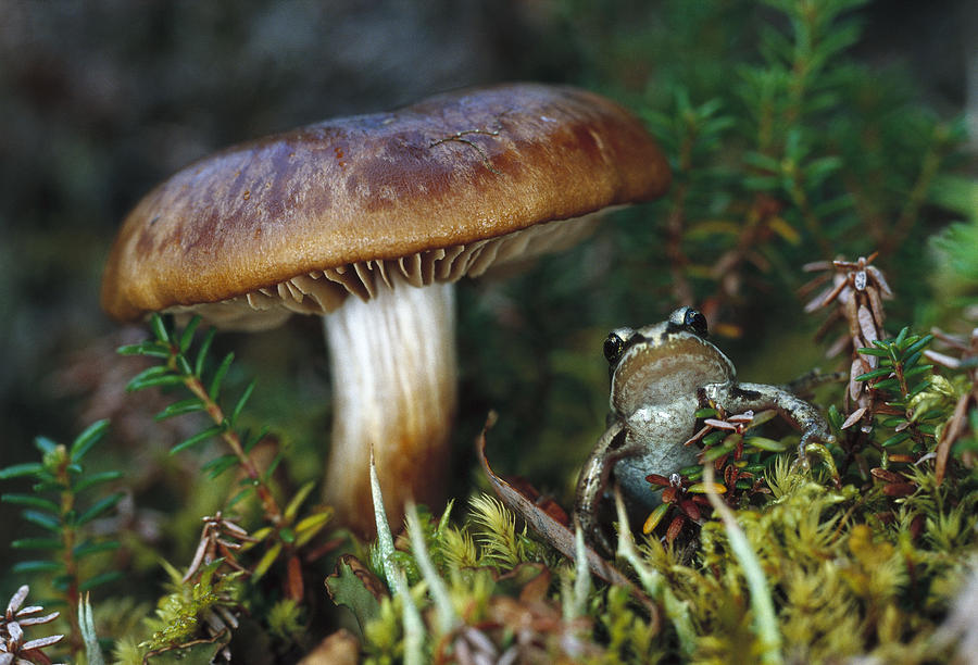 Wood Frog And Mushroom  Alaska Photograph by Michael Quinton