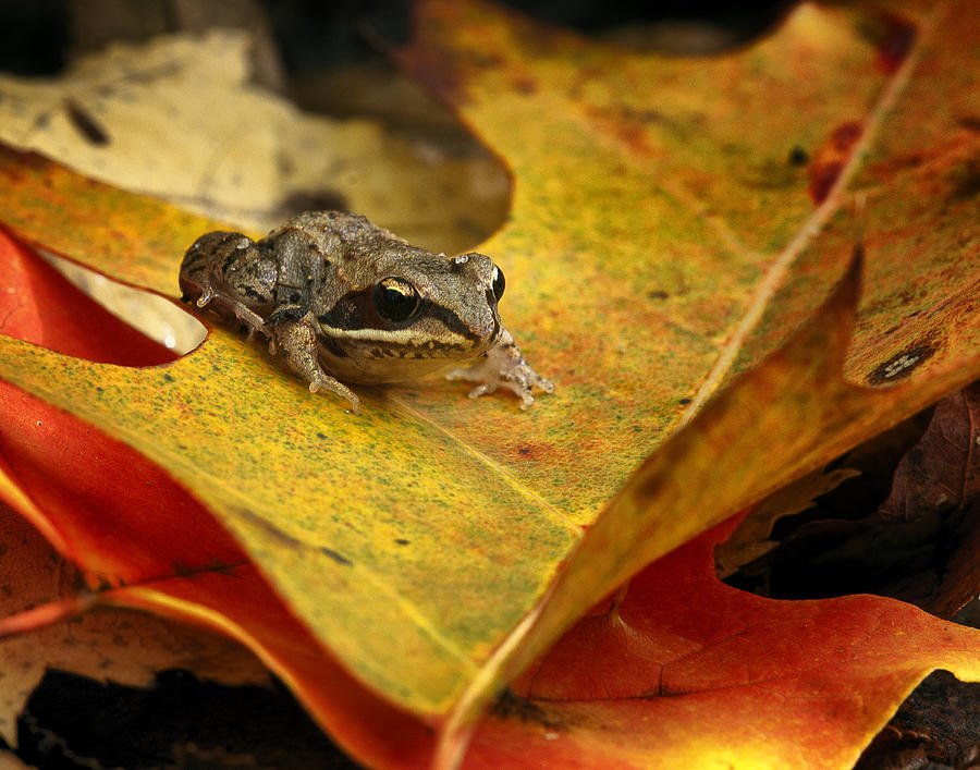 Wood frog Photograph by Ward McGinnis - Fine Art America