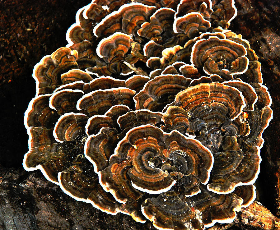 Wood Fungus Photograph by Linda Segerson