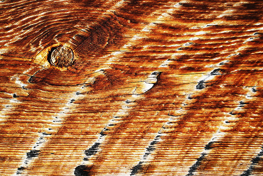 #woodgrain Photograph by Becky Furgason