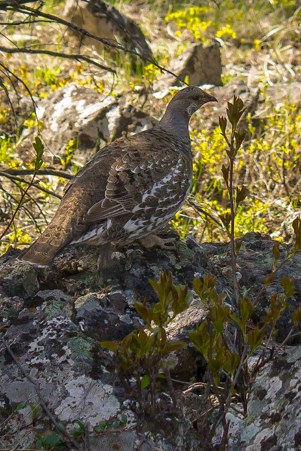 Wood grouse Photograph by Thomas Nay