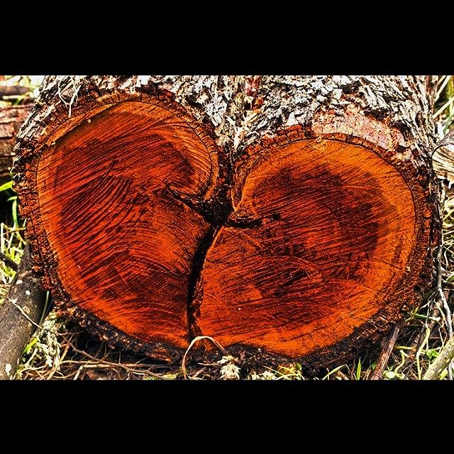 Wood Heart! Photograph by Katalina Fuentes