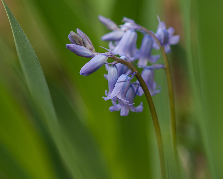 Wood Hyacinth Photograph by Lara Ellis