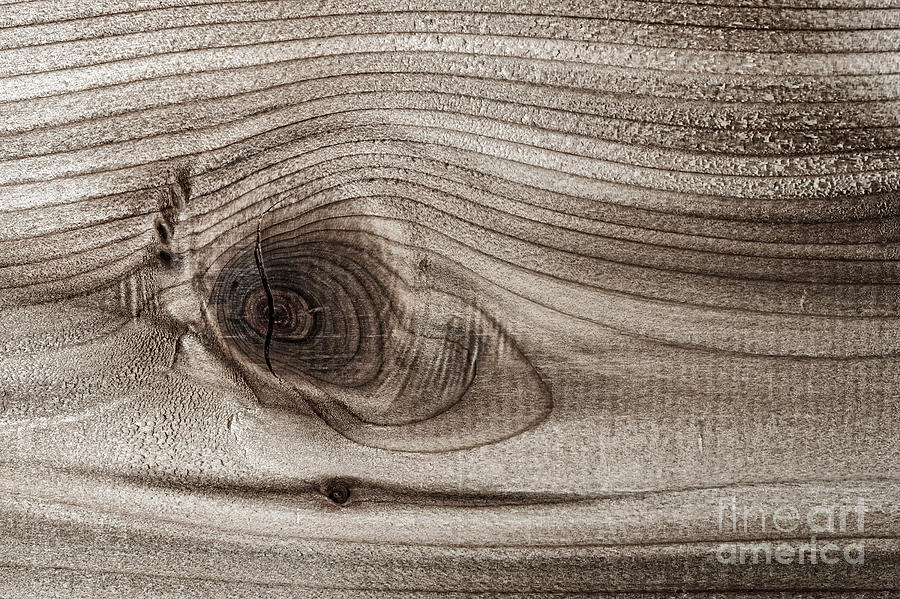 Abstract Photograph - Wood knot abstract by Elena Elisseeva