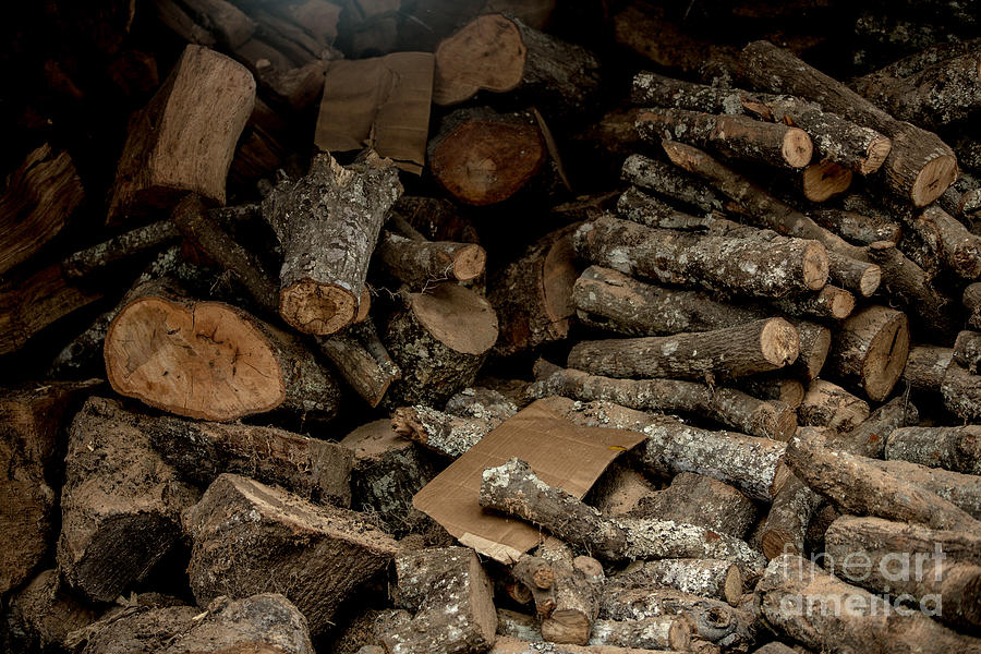 Tree Photograph - Wood Logs by Mina Isaac
