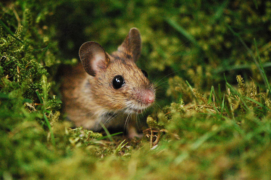 Wood mouse Photograph by Robert Trevis-Smith