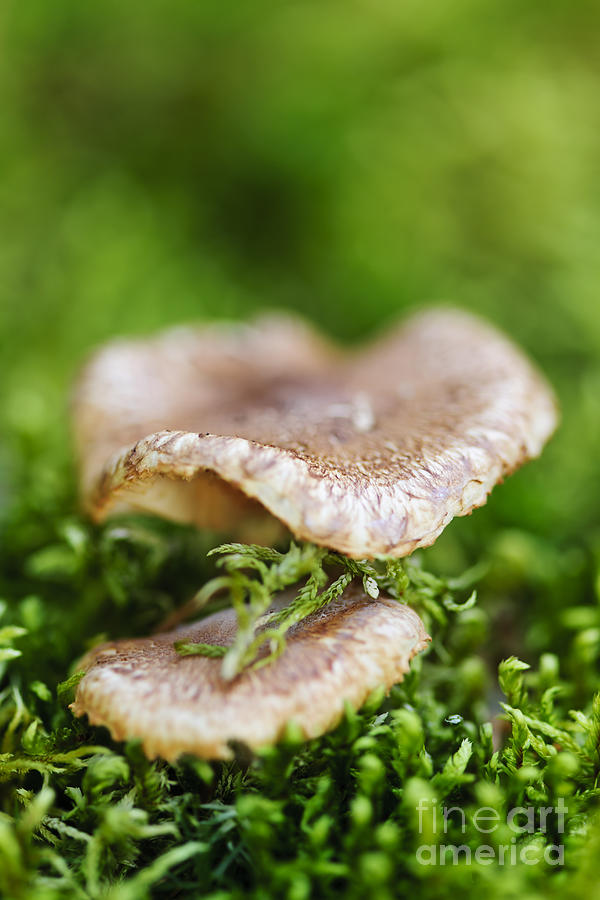 Mushroom Photograph - Wood mushrooms 2 by Elena Elisseeva