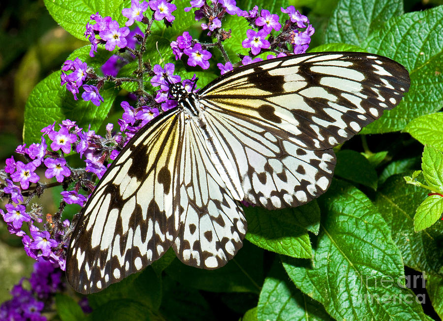 Wood Nymph Butterfly Photograph by Millard H. Sharp - Fine Art America