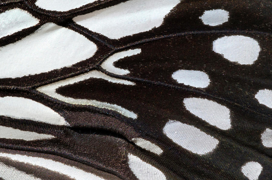 Wood Nymph Butterfly Wing Markings Photograph by Nigel Downer