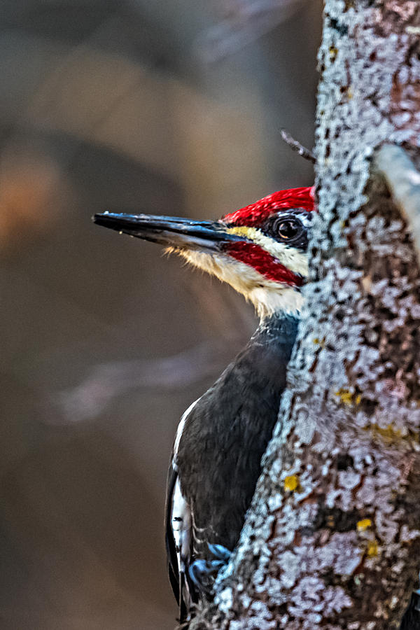 Nature Photograph - Wood Peeking Pecker by Paul Freidlund