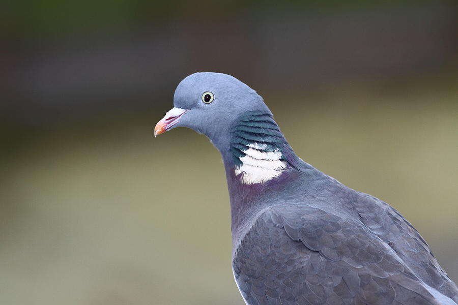 Wood Pigeon Photograph by Bruce J Robinson