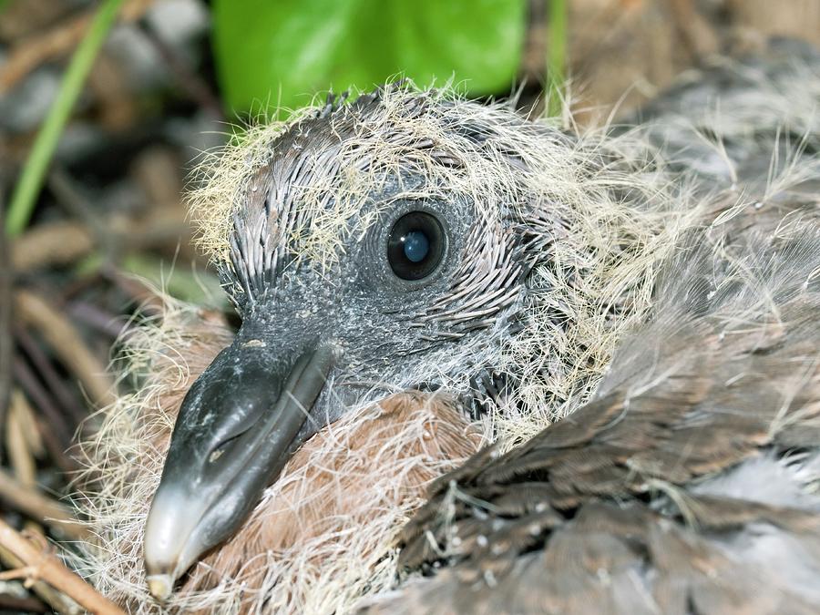 Wood Pigeon Chick Photograph By Dr Jeremy Burgess Science Photo Library