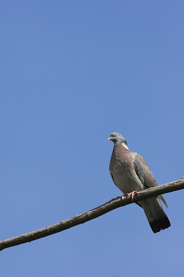 Wood Pigeon by Science Photo Library