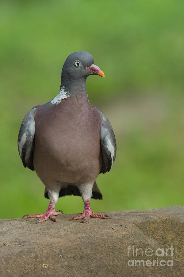 Wood Pigeon Photograph by Helmut Pieper