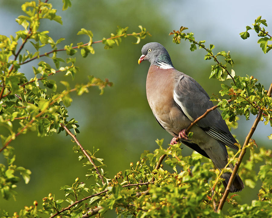 Wood Pigeon Photograph by Paul Scoullar