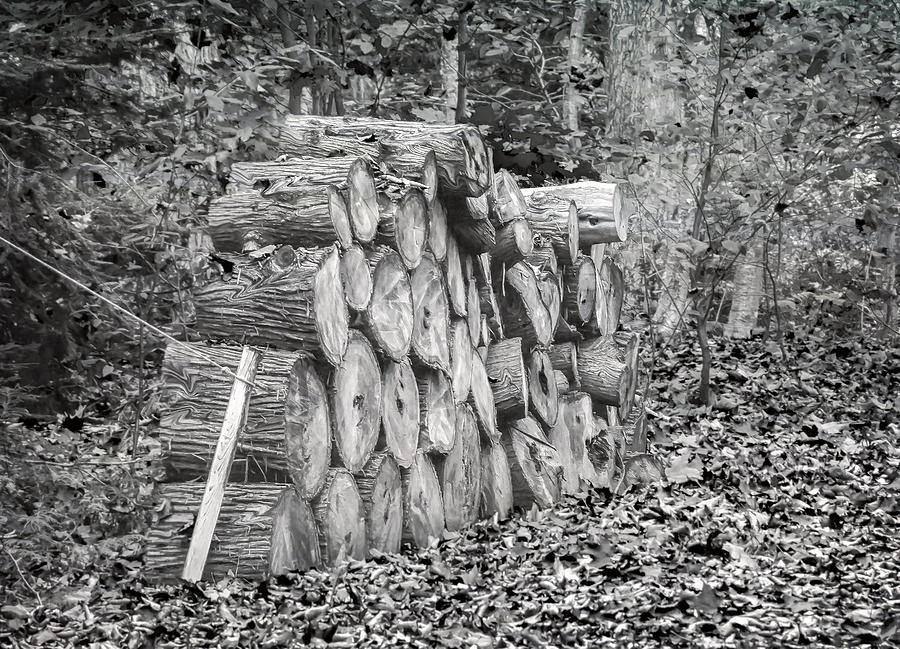 Wood Pile Photograph by Keith Armstrong