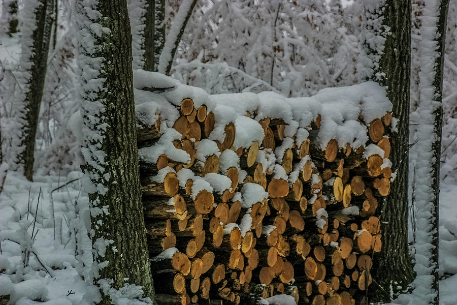 Wood Pile Photograph by Paul Freidlund