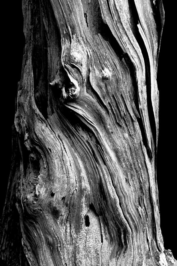 Black And White Photograph - Wood by Shane Holsclaw
