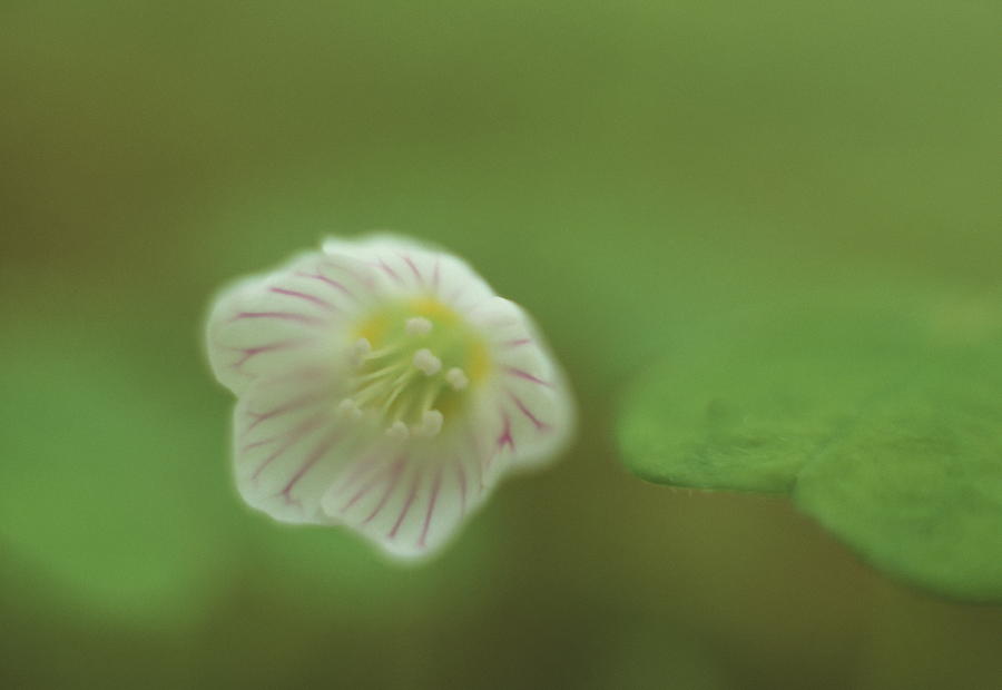 Wood Sorrel Flower Photograph by Simon Fraser/science Photo Library