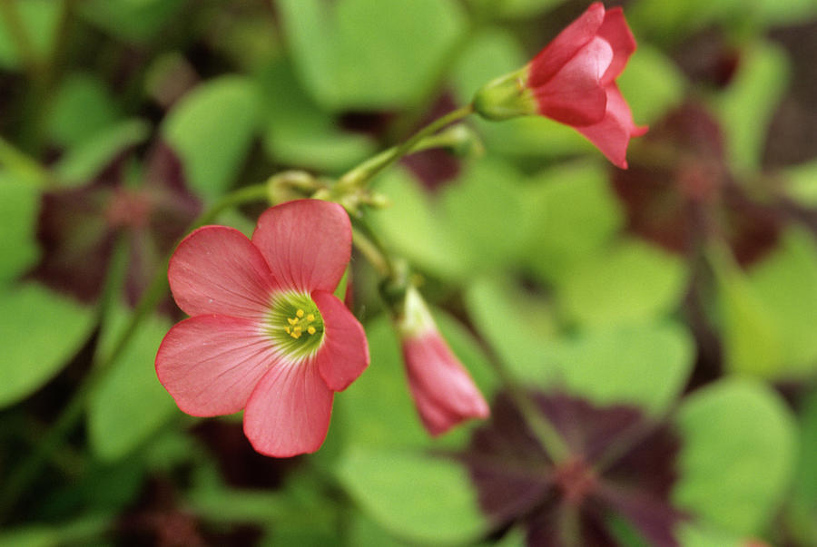 Nature Photograph - Wood Sorrel Flowers (oxalis Deppei) by Sally Mccrae Kuyper/science Photo Library