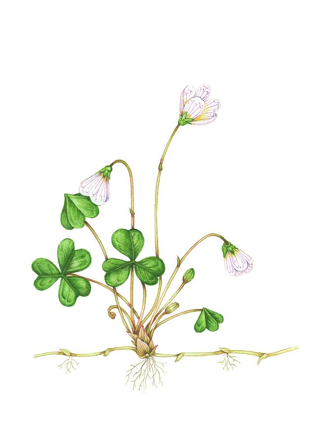 Wildlife Photograph - Wood Sorrel (oxalis Acetosella) In Flower by Lizzie Harper/science Photo Library